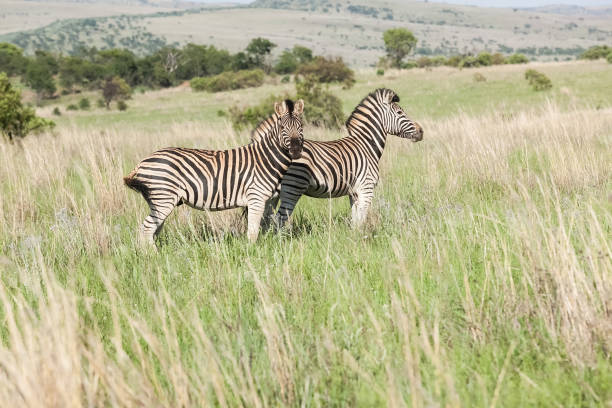 istock Two African Zebras on the savannah 952015496
