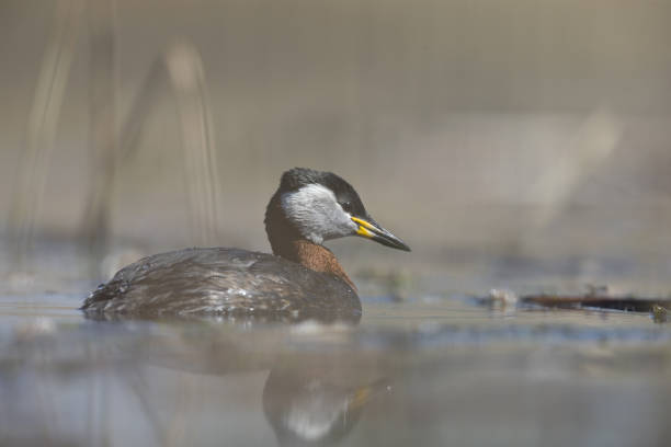 istock The red-necked grebe (Podiceps grisegena)  swimming and foraging in a small lake. 952015692