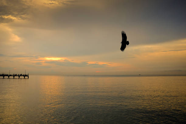 istock ilhouette eagle flying with freedom and pride over the sea 952016388