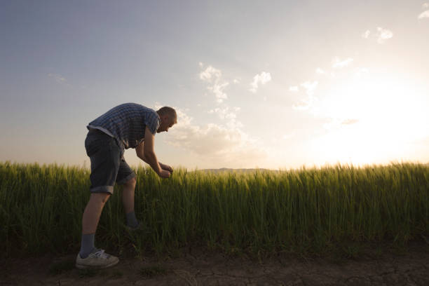 농부가 작물을 검사 하는 보 리의 그의 분야에서 - barley grass 뉴스 사진 이미지