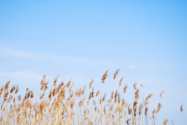 Dry fluffy reeds stock photo