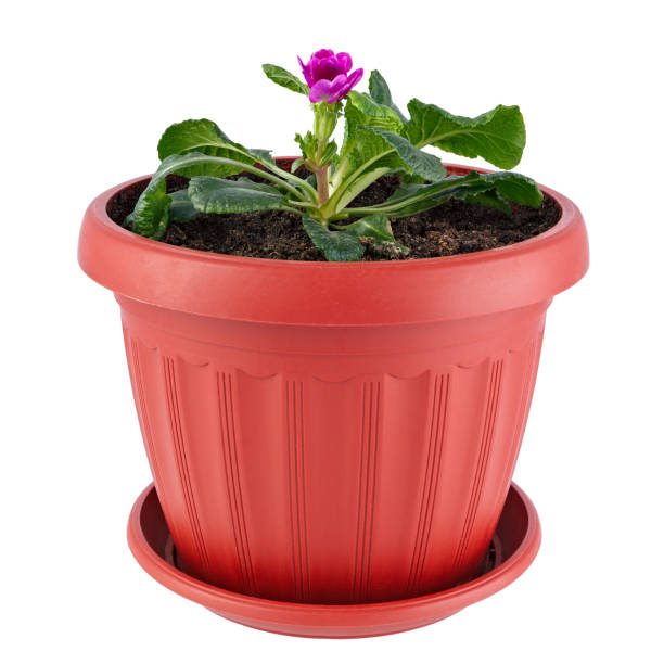 istock Homemade potted plant, Primula flower isolated on white background. 952019896