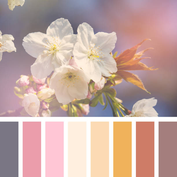 Cherry blossom in sunlight palette Cherry blossom in spring sunshine. In a colour palette with complimentary colour swatches. conspiracy photos stock pictures, royalty-free photos & images