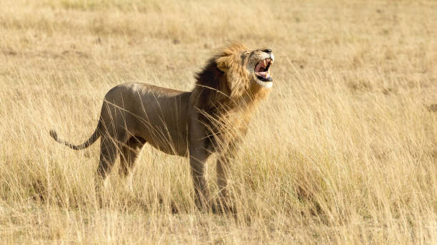 istock Male lion roaring, side view 952020188