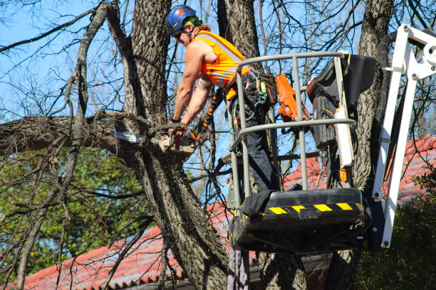 Man on a crane up in a tree trimming a branch with a chain saw with wood chips flying stock photo