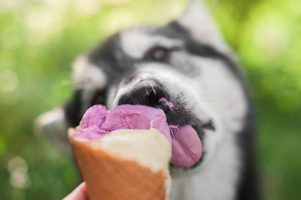 istock dog eats Ice-cream in a waffle horn 952023000