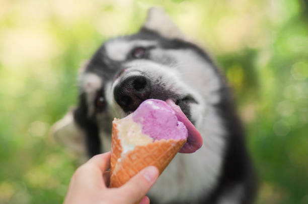 istock malamute dog eats Ice-cream in a waffle horn 952023074