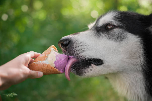 istock dog eats Ice-cream in a waffle horn 952023126