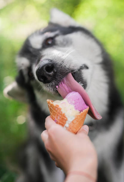 istock dog eats Ice-cream in a waffle horn 952023156
