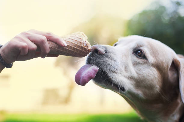 istock labrador retriever dog eats ice-cream in wafle horn from human arms 952023792