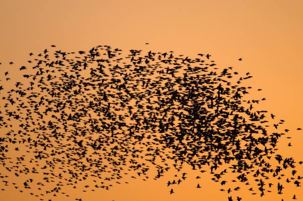 istock Huge flocks of starlings at sunset 952023892