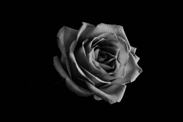 istock Rose's blossom in black and white. Close up 952024030
