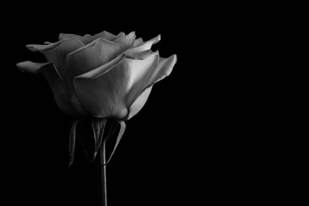 istock Beautiful rose. in balck and white. Close up 952024076