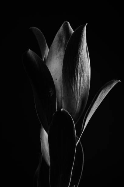 istock Tropical plant in black and white 952024110