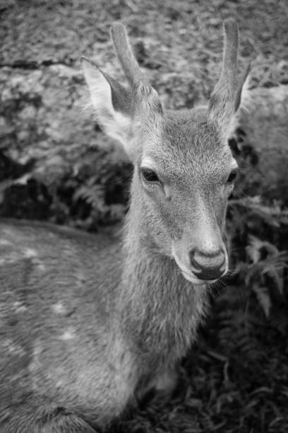 istock Black and White Deer Photograph - 1 952025488