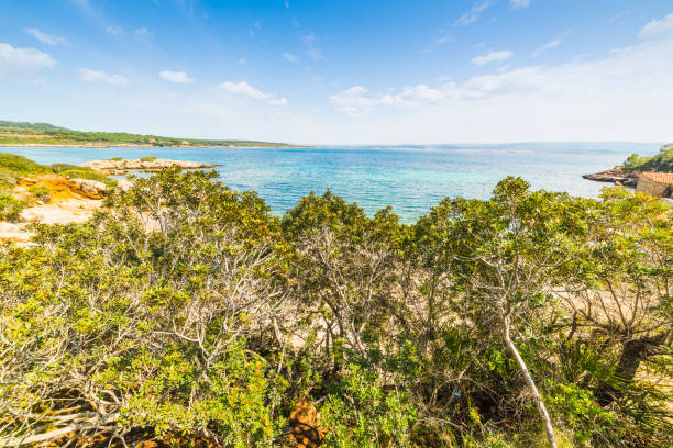 istock Plants by the sea in Alghero shore 952026828