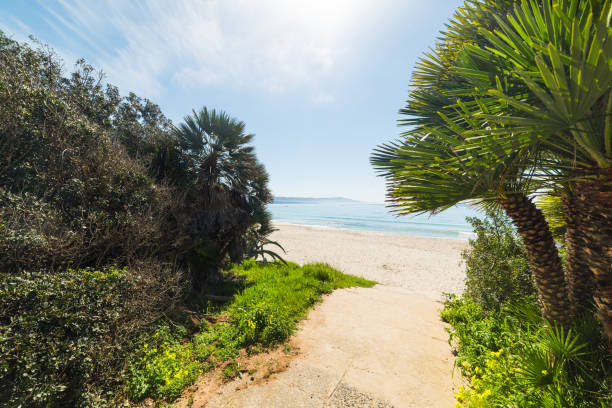istock Plants by the sea in Le Bombarde beach 952027190