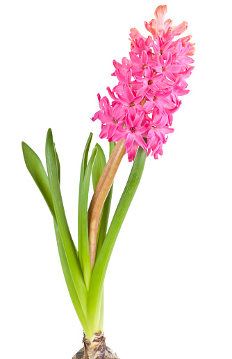 Flower hyacinth isolated on the white background