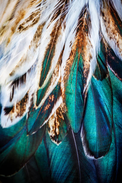 istock Bright colorful  feather group of some bird 952028940