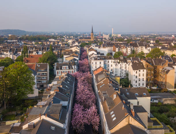 Aerial view of Heerstrasse or Cherry Blossom Avenue BONN, GERMANY - APRIL 21, 2018: Aerial view of Heerstrasse or Cherry Blossom Avenue during peak of sakura blossom in April bonn germany stock pictures, royalty-free photos & images