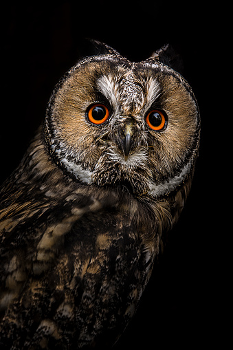 Close up of eurasian eagle owl against black background