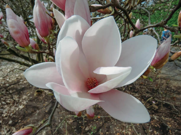 istock blooming Magnolia in the spring garden 952033380