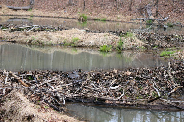 istock Beaver Dam Across Creek Creating a Small Pond 952035390