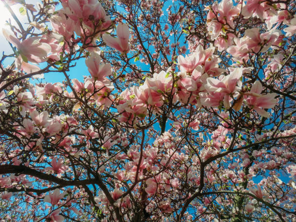 istock blooming Magnolia in the spring garden 952036148