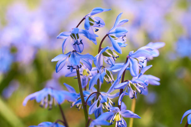 istock blue star scilla siberica on meadow 952036664