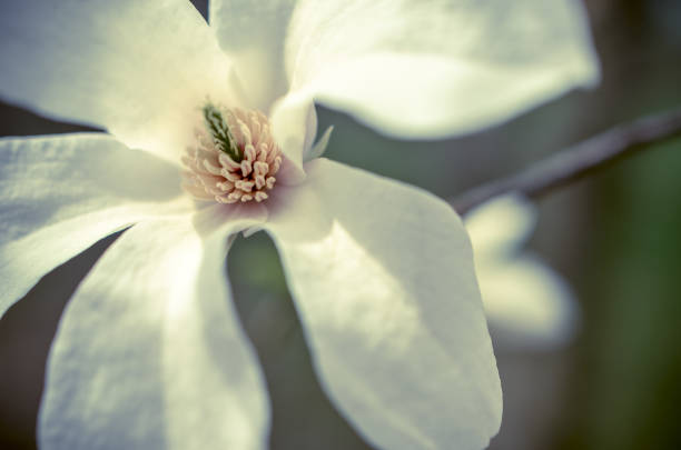 istock Flower of white magnolia up close 952038570
