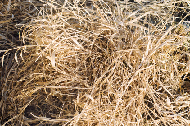 istock dry grass, straw and hay, texture for design, close-up, selective focus 952041094