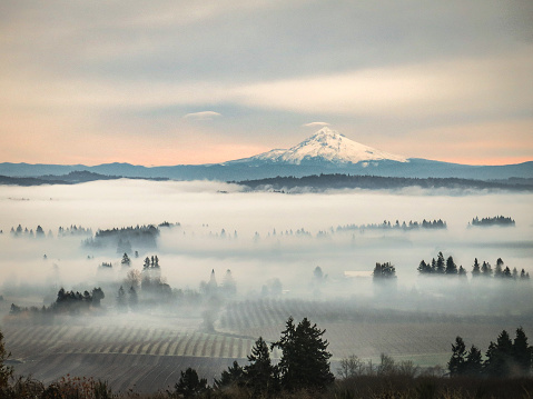 A view of snowy Mount Hood from high above vineyards in the Willamette Valley of Oregon