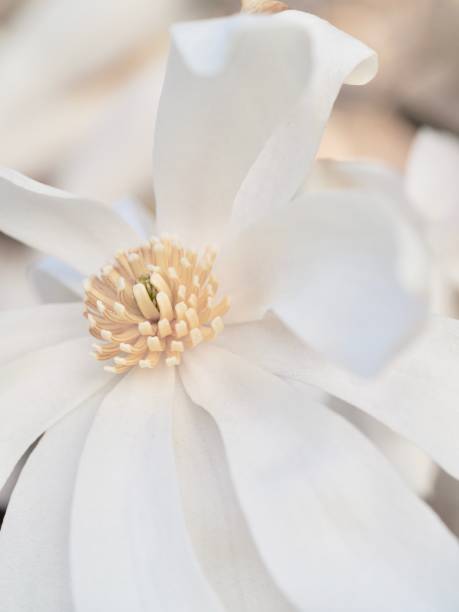star magnolia - magnolia white blossom flower fotografías e imágenes de stock