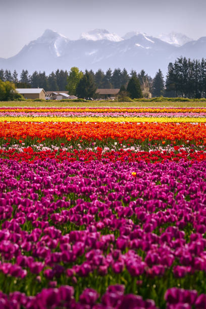 istock Colorful Tulips in the Field 952044036
