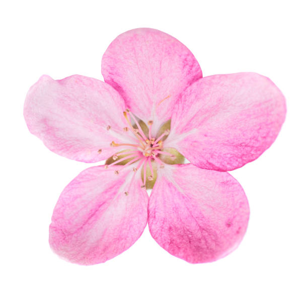 istock Pink flower isolated on white 952048262