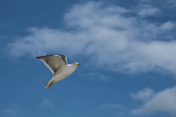 istock Seagull flies free in the sky 952049668
