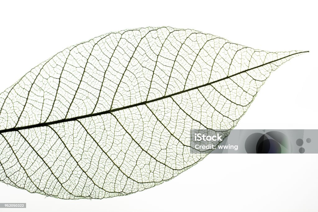 Nervures des feuilles sur fond blanc - Photo de Transparent libre de droits