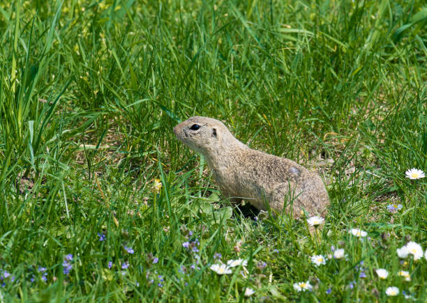istock Cute ground squirrel on fresh flower meadow 952050966