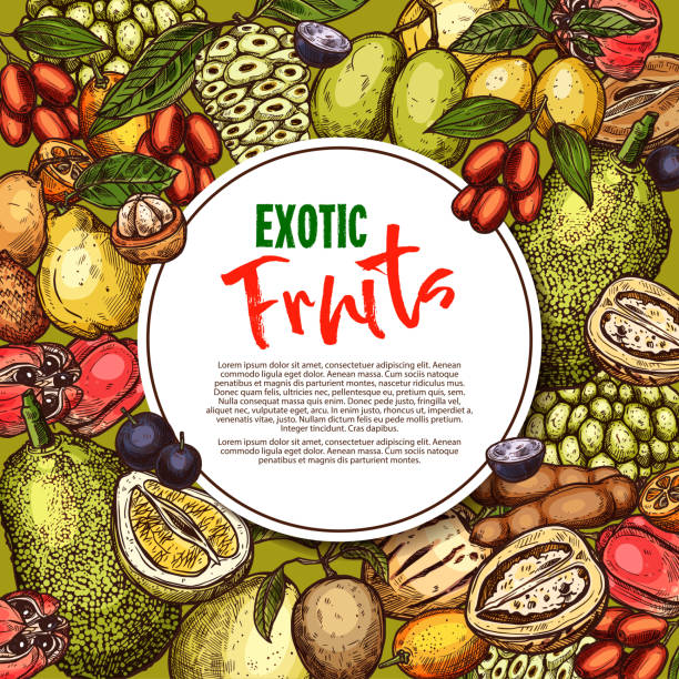 ilustraciones, imágenes clip art, dibujos animados e iconos de stock de vectores frutas boceto cartel frutas exóticas - feijoo