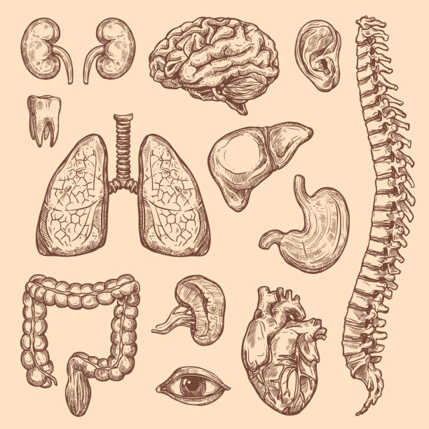 Human organs vector sketch body anatomy icons Human body anatomy sketch icons of internal organs of digestive, respiratory and vital system. Vector heart, brain or lungs and kidney or bladder, eye, tooth or esophagus and spleen for medical design human internal organ illustrations stock illustrations