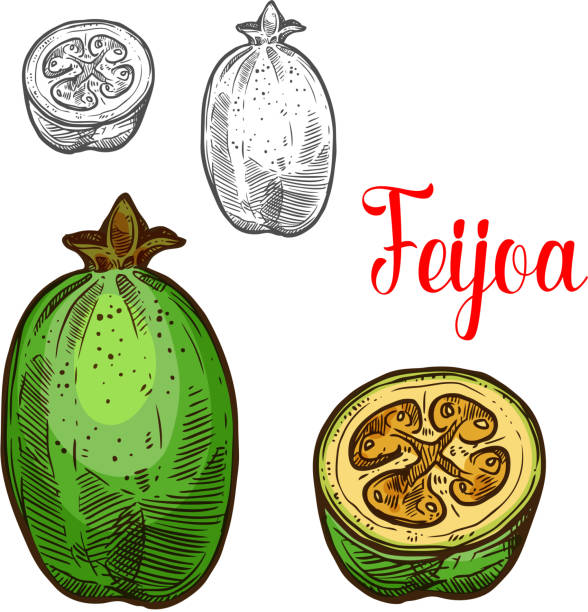 ilustraciones, imágenes clip art, dibujos animados e iconos de stock de corte de fruta de feijoa vector esbozo icono - feijoo