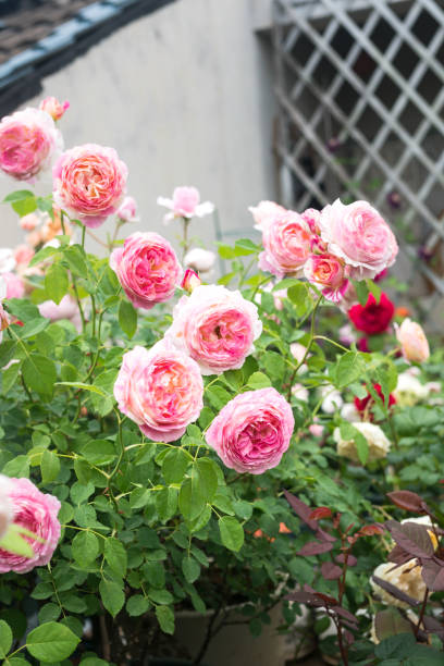 istock The Claude Monet blooming in spring 952053372