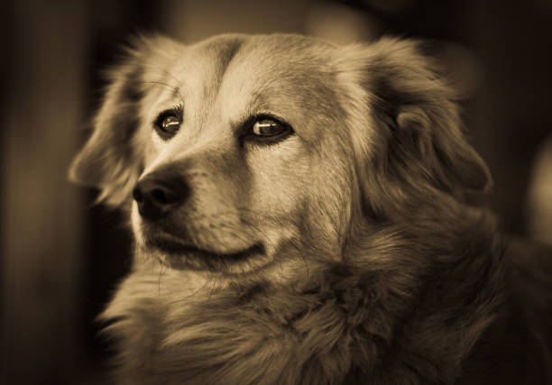 Relaxing dog