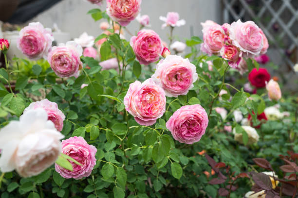 istock The Claude Monet blooming in spring 952053526