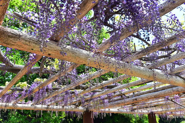 istock Wisteria, purple flower 952055372