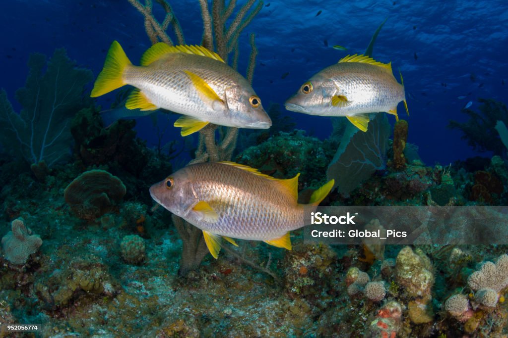 Snapper Fish School Schoolmaster Snapper Stock Photo - Download Image Now - Schoolmaster ...