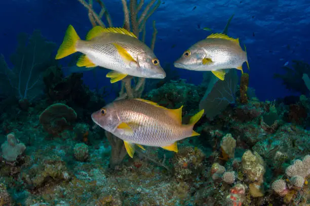 The schoolmaster snapper (Lutjanus apodus) is a colorful, subtropical fish found over coral reef areas along the coasts of Florida, the Bahamas, and the Caribbean, though it can range northward along the Atlantic coast of the United States