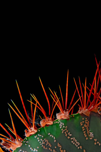 istock Thorn cactus isolated on black background, close up. 952057222