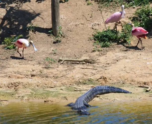 Three roseate spoonbills gather nesting material behind a partially beached alligator at Smith Oaks Sanctuary and Rookery, Houston Audubon, High Island, Texas.