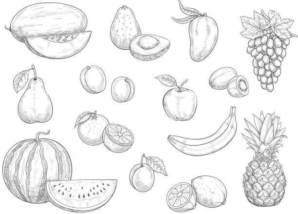 Fruit isolated sketch set for food, juice design Fruit isolated sketches. Apple, orange, banana, lemon, pear and peach, grape, pineapple, kiwi and mango, watermelon, avocado and plum, melon and apricot fruit for organic food and juice design mango fruit drawing stock illustrations